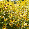 An image of a sunflower patch