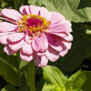 Perrenial%20Garden%20Body.jpg